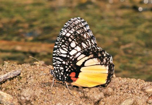 WINGS OF CHANGE